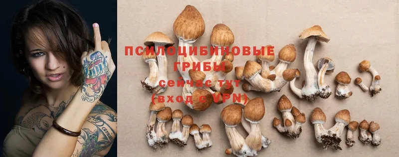 наркошоп  Куровское  Псилоцибиновые грибы Psilocybe 